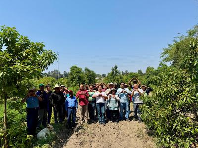 Gobierno del Estado fortalece la producción de aguacate poblano