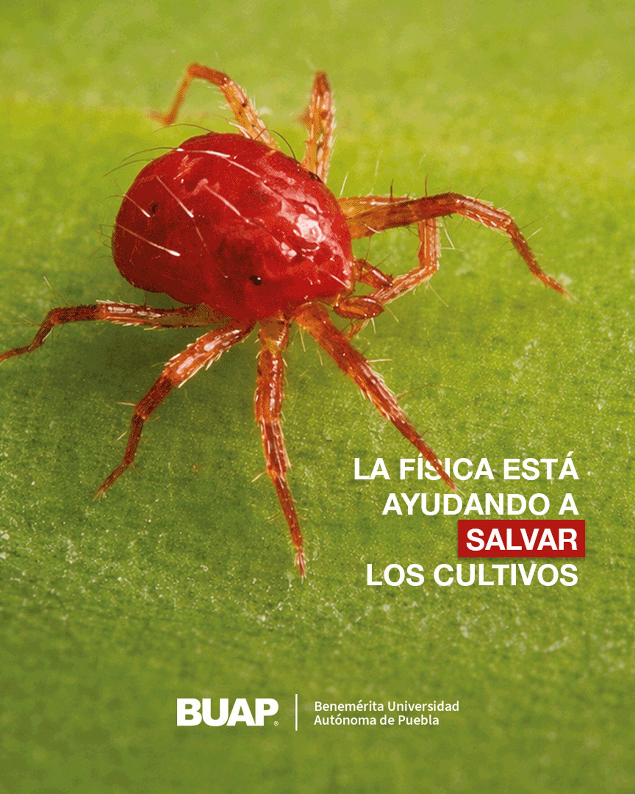 percolacion_01.jpg